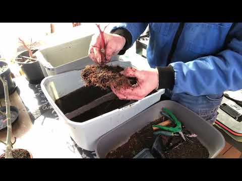 2022 vom Pflanztopf in die Trainingsschale