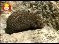 Animal Time EP1