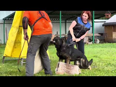 Team Larnie’s Fakta