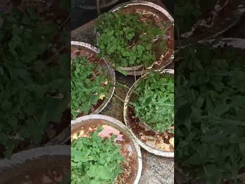 #navadhanyalamokkalu#nature#youtubeshorts #tranding #viralvideo