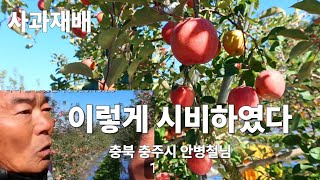 [사과재배] 2025 사과 착색 잘 날것인가(착색4부)/안병철님/충주
