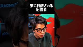 Xマッチ中、猫に利敵される配信者 #スプラトゥーン3 #ななとGames