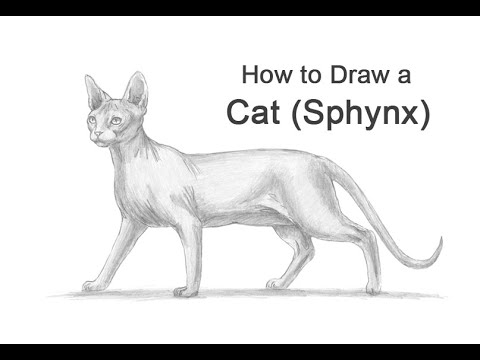 How to Draw a Cat (Sphynx)