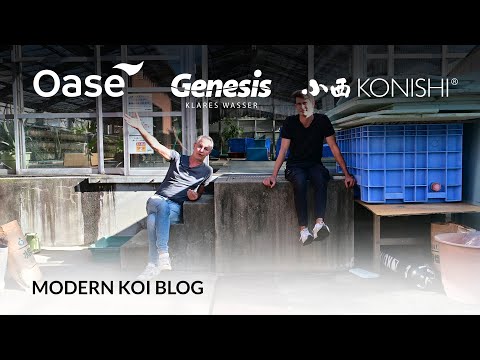 Modern Koi Blog #5611 - Live aus Japan: Warum gibt es eine Farm in den Bergen und einen Shop?
