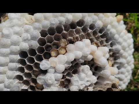 Exterminating an Active Bald-Faced Hornets Nest in Manasquan, NJ