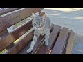Beautiful Grey Tabby Cat Cat Catsantalya