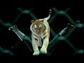 Ringling Bros And Barnum Bailey Circus Presents Circus XTREME