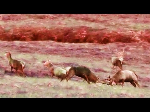 Fieldsports Britain – Scottish stag rut and airgun safety, episode 102 Fieldsports Britain – Scottish stag rut and airgun safety, episode 102