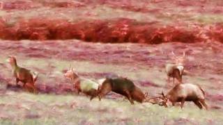 Fieldsports Britain – Scottish stag rut and airgun safety