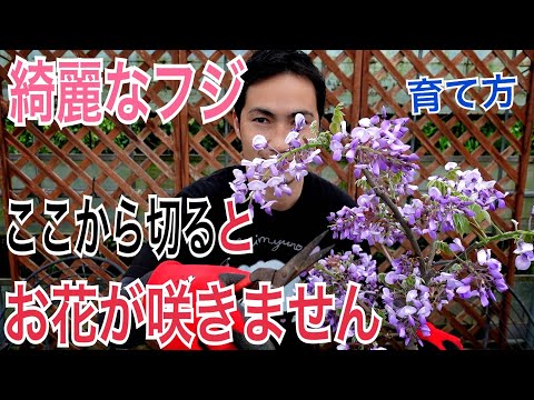 園芸 藤に関するよくある質問