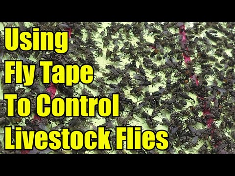 Using Fly Tape To Control Livestock Flies