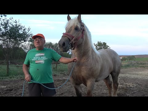 Caii lui Ghita de la Chesint, Arad - 2022 Nou!!!