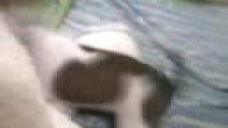 daze and dawn gone nuts