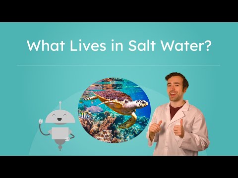 What Lives in Salt Water? - Ocean Biomes and Marine Life