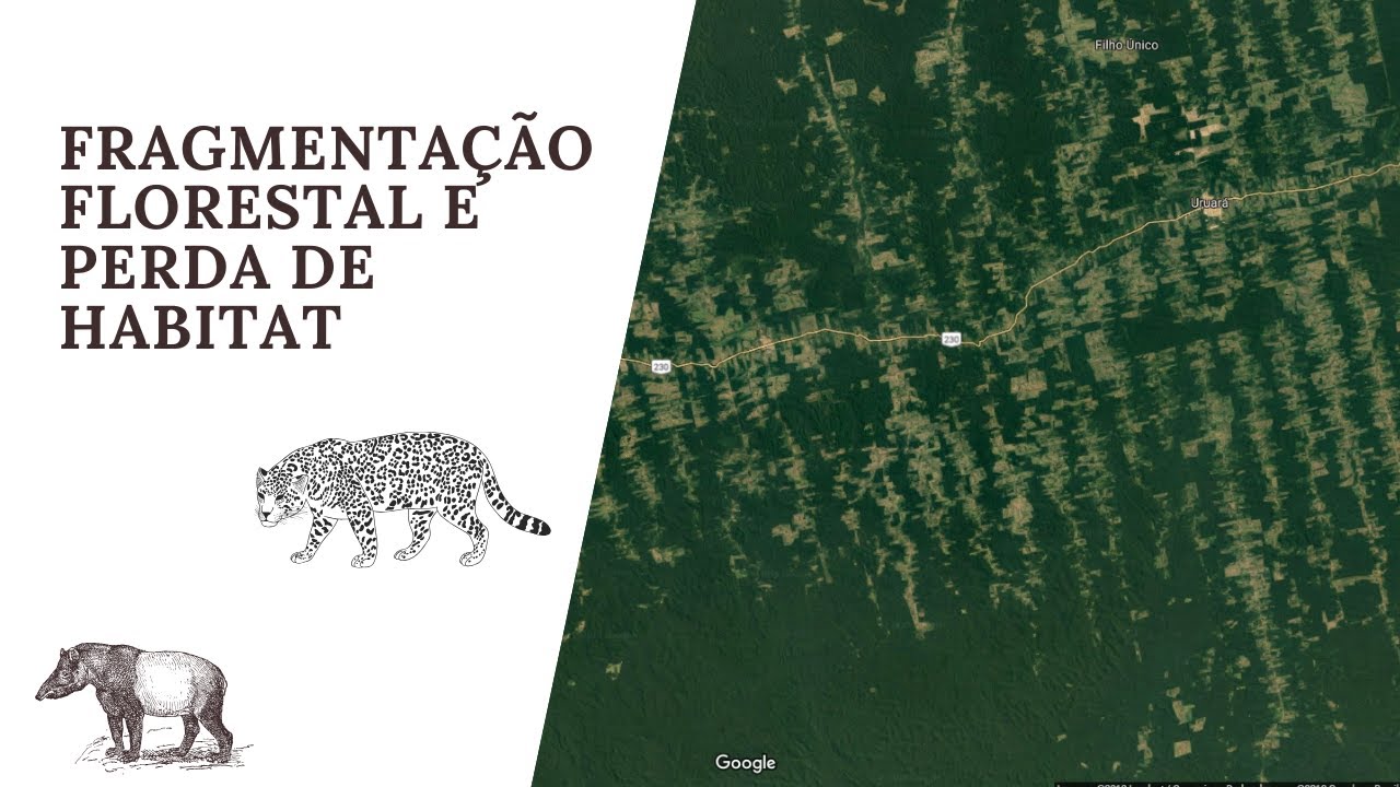 FRAGMENTAÇÃO FLORESTAL E PERDA DE HABITAT