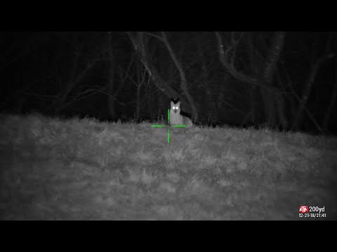 12/21/18 Coyote Night Hunt with ATN X-Sight 4k