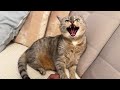 Touching My Cat S Belly Results In Instant Bite And Massive Hiss