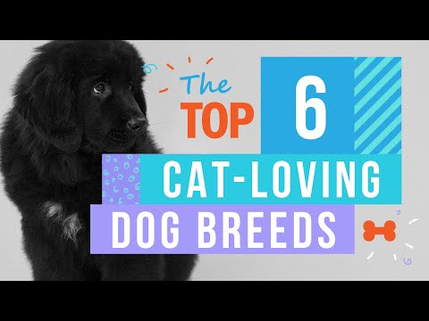6 Dog Breeds That Get Along Well With Cats