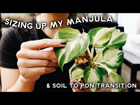 trying to size up my manjula pothos + soil to passive hydro transition