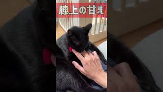 【黒猫】膝＝乗る場所、撫でてもらう場所