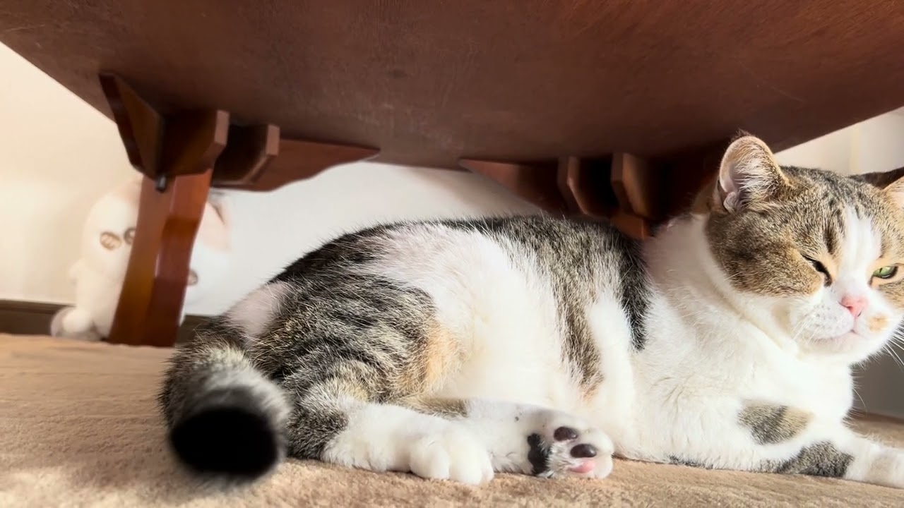 今週はあしたで終わりどす