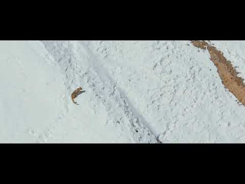 VAT2021 N 155-WILD SPITI   The Ghost Of The Snow