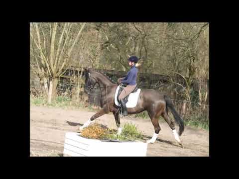 DIANA 4j. v. Don Index - Dancier VB 9.500,- Euro