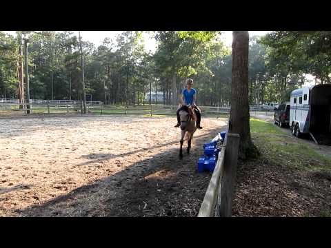 Buckskin Dressage: About Contact