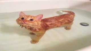 Cutest Cats Playing in Water ♫ Cats Love Water Compilation