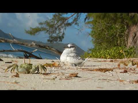 White tailed tropicbird juvenile trying to make it out to sea in one piece
