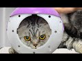 This Cat Sent Me To The Emergency Room And I REALLY Wish I Was Joking
