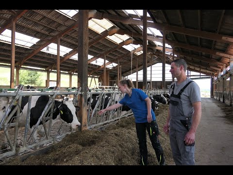 Landwirtschaft lernen - ein Milchkuhbetrieb bildet aus