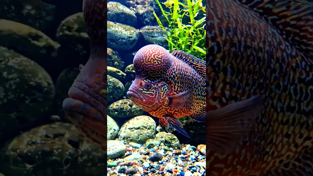 Huge Flower Horn Fish #aquaticpets #fish