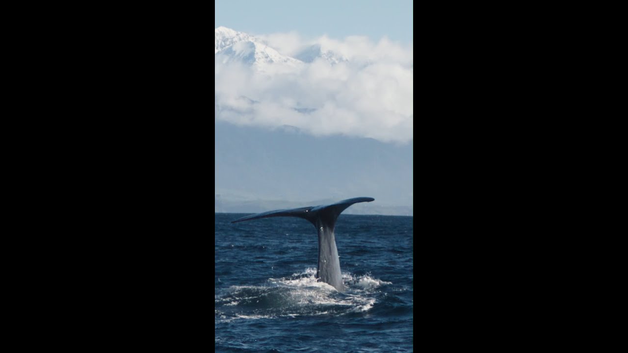 YouTube Short thumbnail