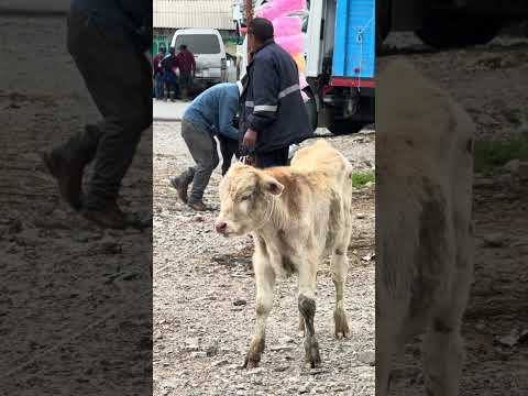Cruz conga celendin Cajamarca Perú #arribalaganaderiaperuana