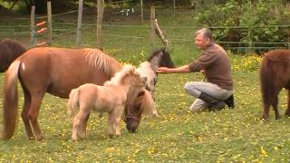 My life with little horses Video