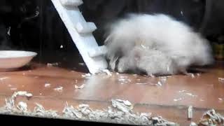 Download lagu My cute teddy bear hamster mating/sex mp3