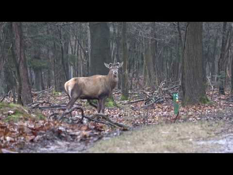 download lagu mp3 mp4 Jacqueline Jansen, download lagu Jacqueline Jansen gratis, unduh video klip Jacqueline Jansen