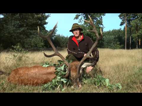 Sau bei gutem Licht erlegt und 4 Rothirsche auf der Strecke!