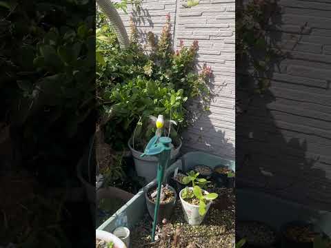 鳥を庭に引き寄せる植物は何ですか?一番人気の品種に注目！  庭園