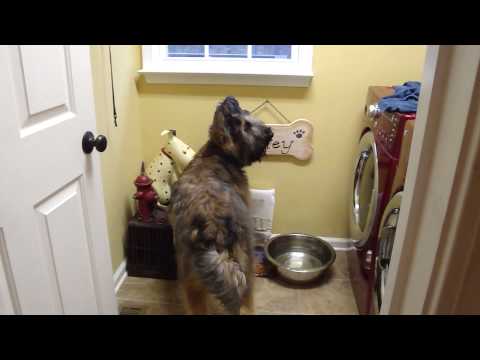 Briard tricks drinking manners - dog -Norman