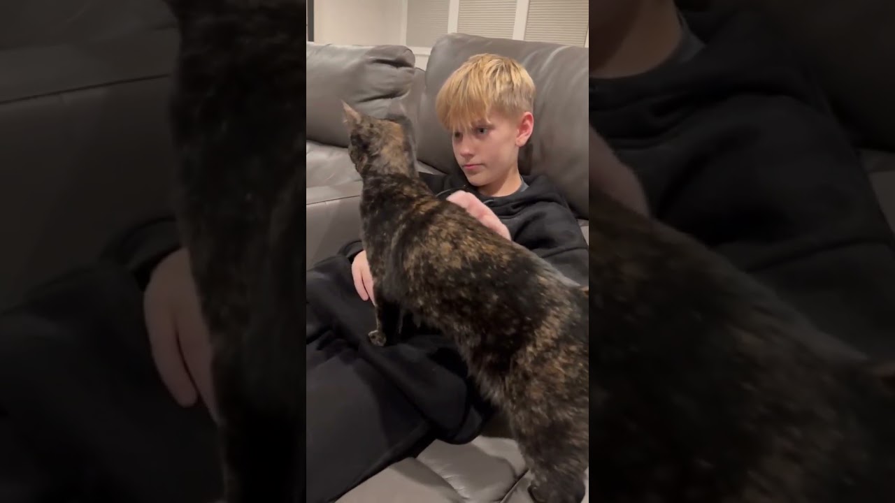 Enlarge Joy, an adopted Tortoiseshell in Woodinville, WA video 2/6