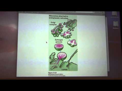 Ahern's Biochemistry #15 - Enzyme Control II