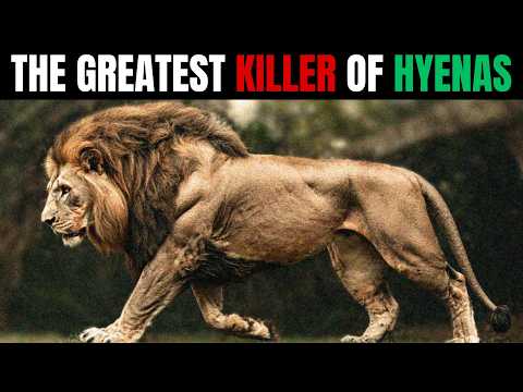 LION – KIRAAN The Predator Who Killed 400 Hyenas and Lived Only for War