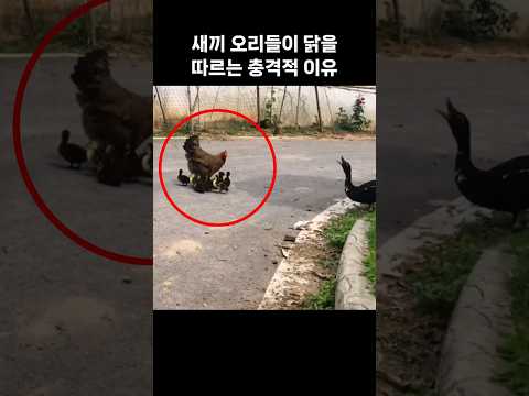 새끼 오리들이 어미 대신 닭을 따르는 놀라운 이유
