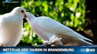 preview picture of video 'SKB HD |  WETTFLUG DER TAUBEN IN BRANDENBURG'