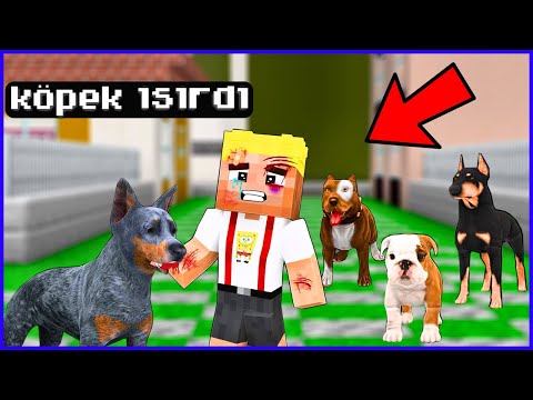 EFEKAN`I KÖPEK ISIRDI,EFEKAN YARALANDI! 😱 - Minecraft