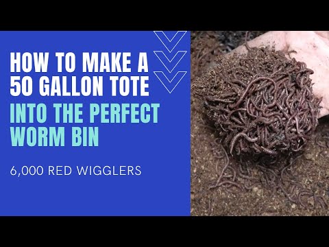 How to build the perfect worm bin for 6,000 red wigglers!