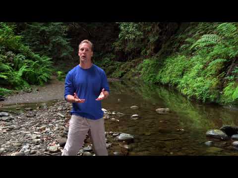 Lee Holden Qi Gong: Five Element Energy Balance (YMAA DVD) 2018