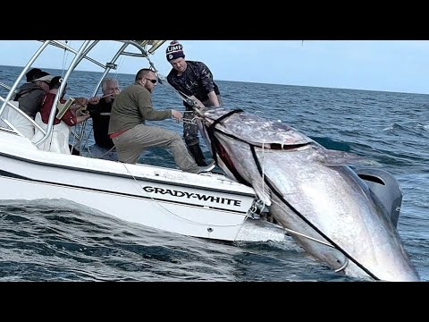Amazing Automatic Longline Fishing Net Catch Giant Tuna - Amazing big catching on the sea